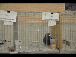 Concurso de Palomas 2012